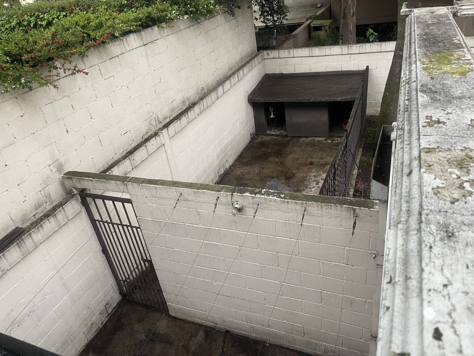 Patio trasero